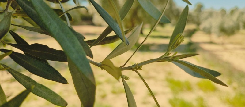 Wellness retreat near Barcelona